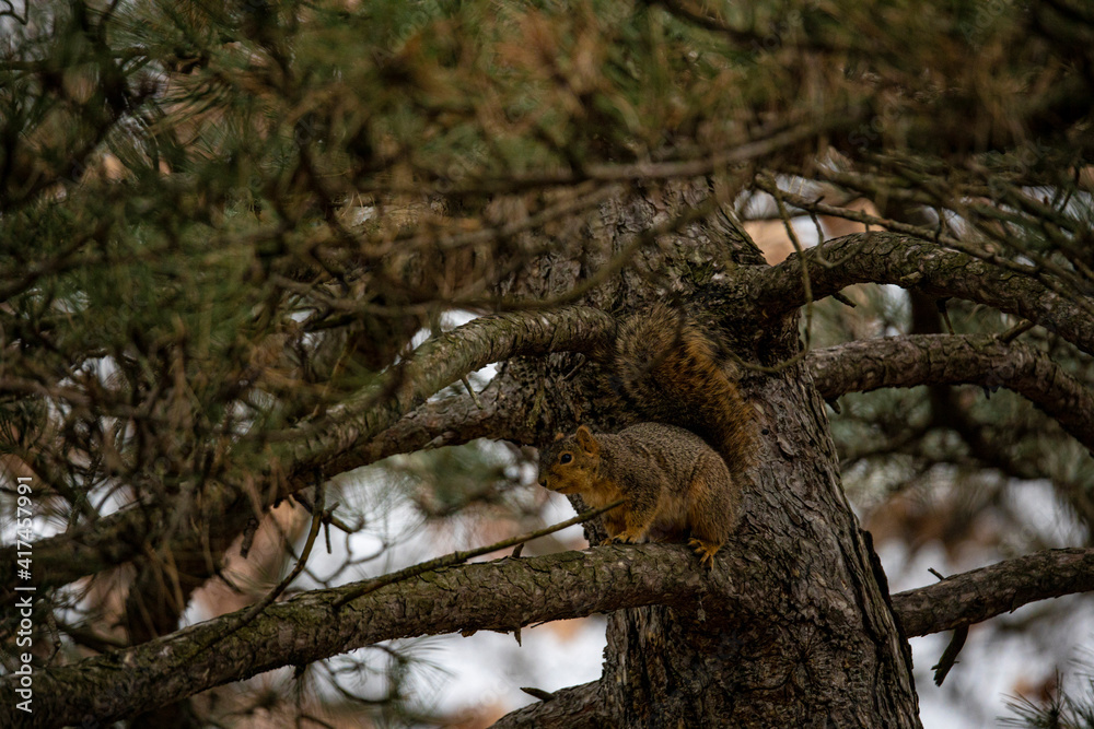 Squirrel on all fours in a pine tree on a cloudy day. Squirrel on all fours in a pine tree on a cloudy day.