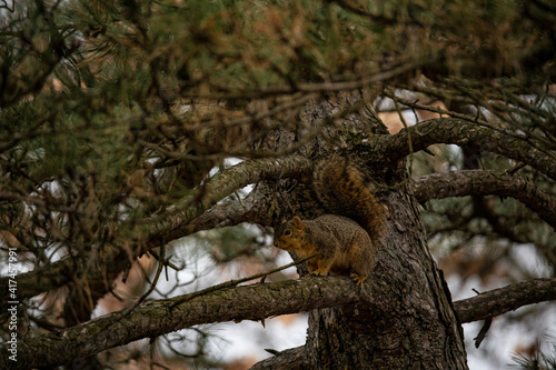 Squirrel on all fours in a pine tree on a cloudy day.