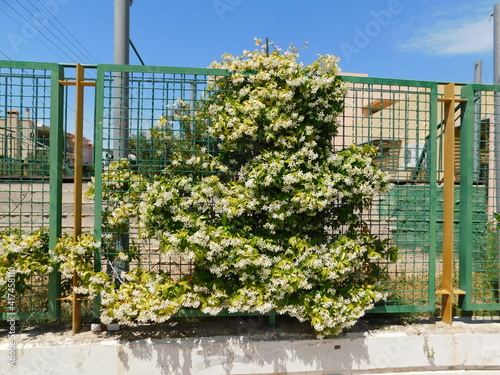 Southern or star jasmine,or Trachelospermum, or Rhynchospermum jasminoides, in full bloom, covering a fence photo