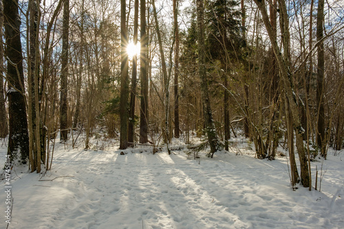 mystical winter forest with snow and sun rays