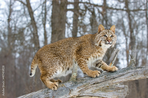 Bobcat on dead tree limb