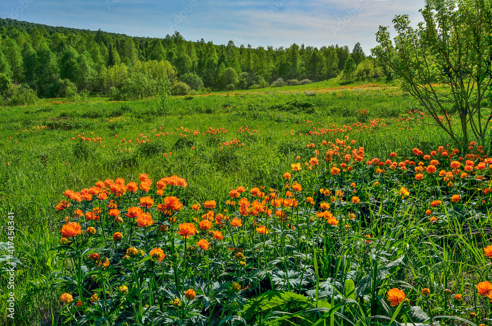 Bright sunny spring landscape with the wild Globe-flowers (Trollius asiaticus) on the meadow near the aspen forest