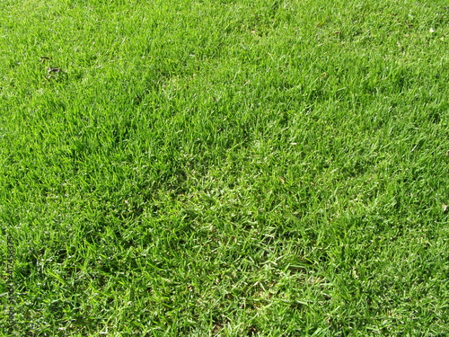 Mid length grass. Green natural texture.