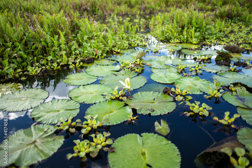 Pond in Oconal Lake - Laguna el Oconal en Villa Rica Oxapampa photo