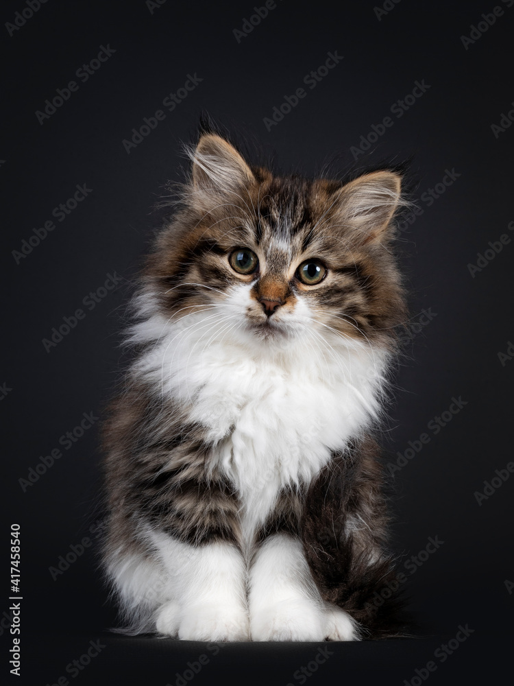 Cute black tabby with white Siberian cat kitten, sitting facing front. Looking towards camera. Isolated on black backgrond.