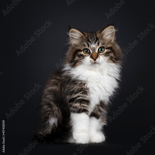 Cute black tabby with white Siberian cat kitten, sitting side ways. Looking towards camera. Isolated on black backgrond.