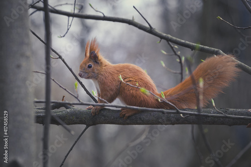 Brown squirrel walking among the branches of a fallen tree in a public park in Berlin © Amparo Garcia