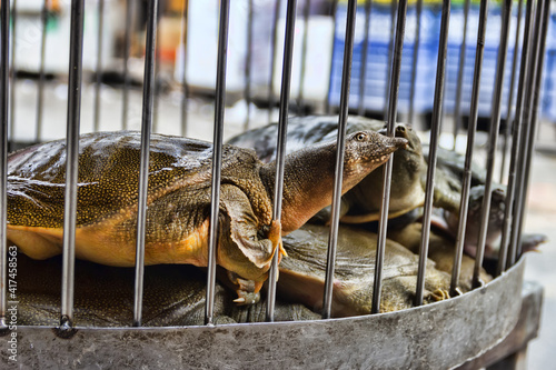 Abhua, Indian flap-shelled turtles (Lissemys ptyodactylus, Lissemys punctata) turtles are sold in the Vietnamese market (live trading, wet market), and turtle soup is a delicacy in Southeast Asia photo