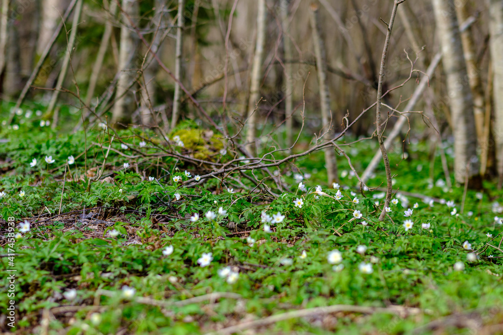 small white spring flowers on green wet background surface small white spring flowers on green wet background surface