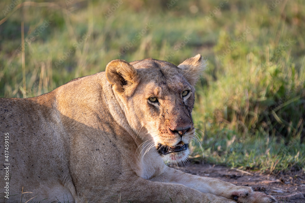 Lioness with a bloody mouth after hunting her prey, rests on the grass in the savannah Lioness with a bloody mouth after hunting her prey, rests on the grass in the savannah