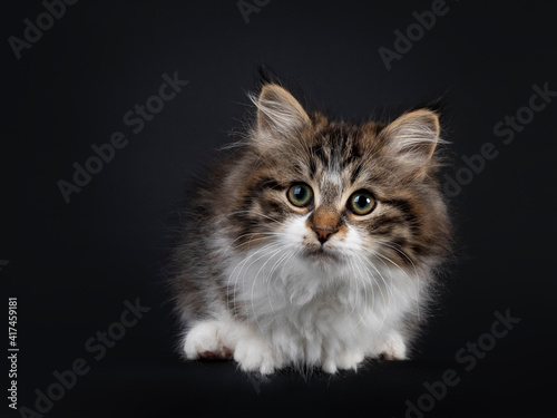 Cute black tabby with white Siberian cat kitten, laying down facing front. Looking towards camera. Isolated on black backgrond.