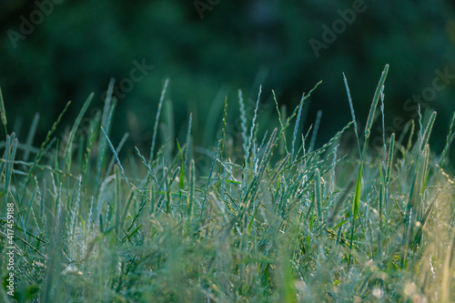 summer meadow grass and weed texture with rain dew