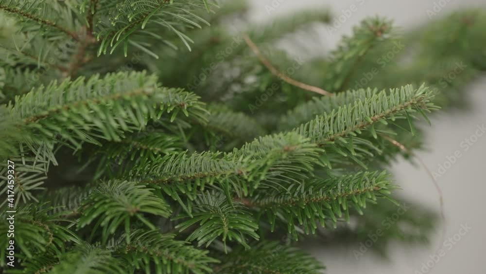 Slow motion man decorating green christmass tree with light garland Slow motion man decorating green christmass tree with light garland