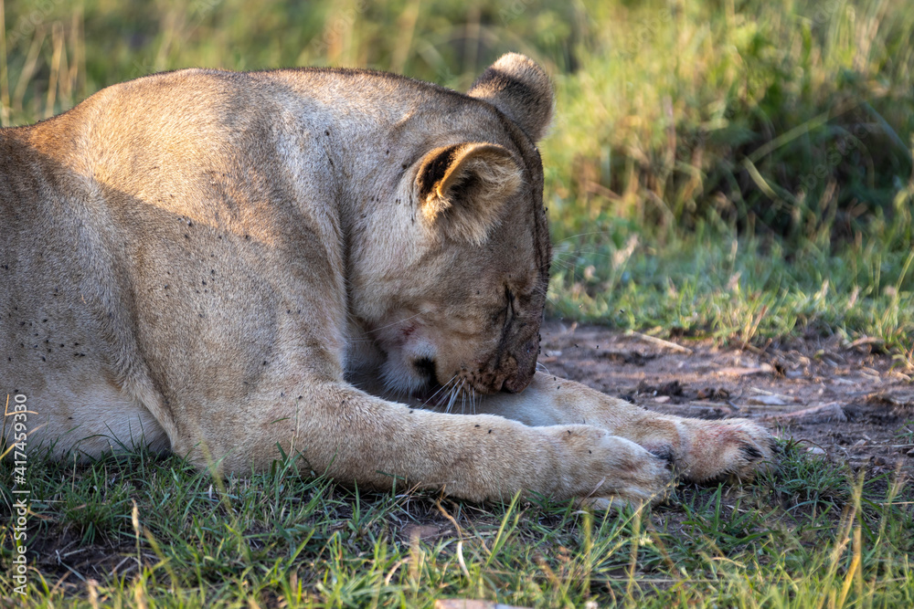 Tired gesture after chasing prey and getting feed for the herd Tired gesture after chasing prey and getting feed for the herd