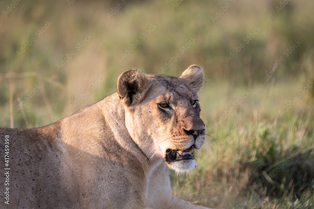 Sitting lioness looking at the newly hunted prey, waiting for the rest of the herd to eat Sitting lioness looking at the newly hunted prey, waiting for the rest of the herd to eat