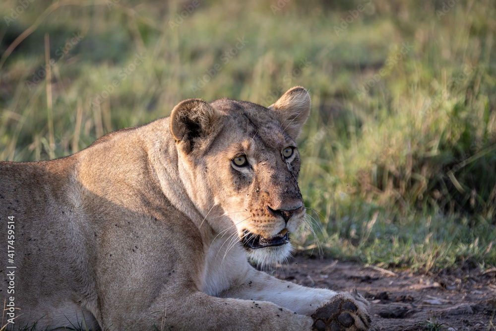 Fototapeta premium Lioness with flies on her face and body while sitting looking around in the Maasai Mara