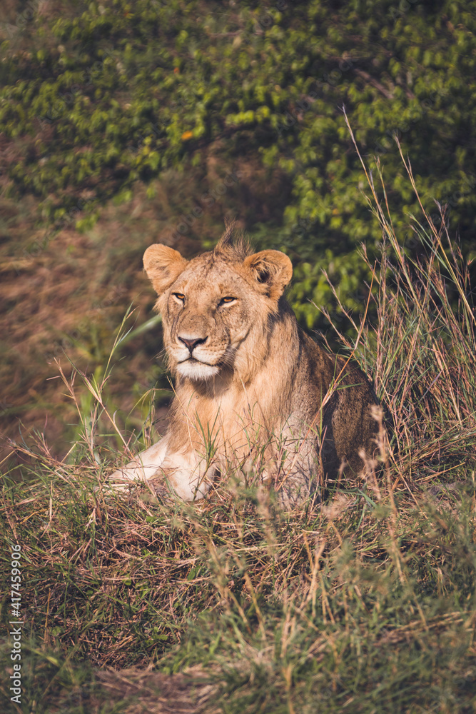 Lion sitting among the bushes in the Maasai Mara, gazing intently Lion sitting among the bushes in the Maasai Mara, gazing intently