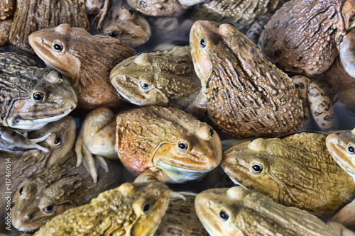 Chinese Bullfrog (Hoplobatrachus rugulosus) - These frogs are artificially bred for food in Southeast Asia. Thai market. So-called wet markets photo