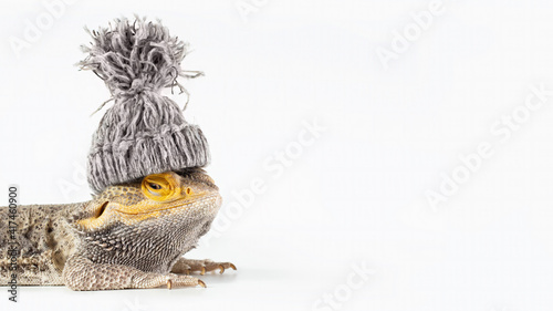 Close-up portrait of a smiling male Australian Bearded dragon (Agama), with a winter knitted hat on his head isolated on white background, wide image 16:9, copy of the space. Climate changes concept.