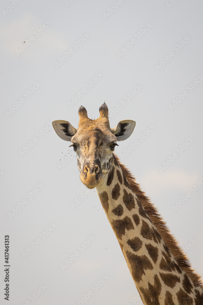 Giraffe looking at the camera to see what is happening