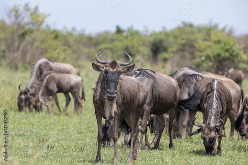 Attentive gaze of a wildebeest as they eat grass in the Kenyan savanna
