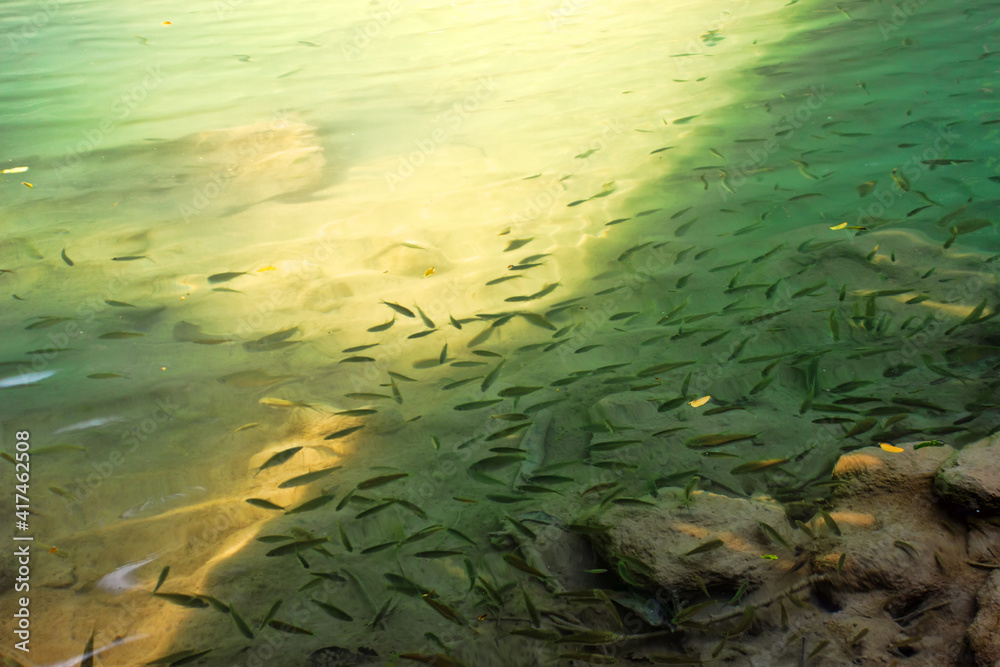 A school of small fish feeds on insects from the surface of the pond ...