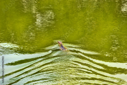 Asian water monitor, kabaragoya (Varanus salvator komaini - more dark) is swimming in the lake. Thailand photo