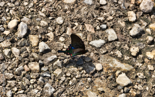 Maack's swordtail (Papilio maackii, male) in Vietnam photo