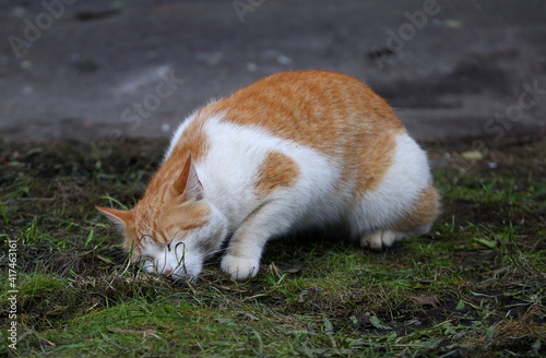 A red-and-white cat sniffs the fragrant grass on the lawn © Станислав Вершинин