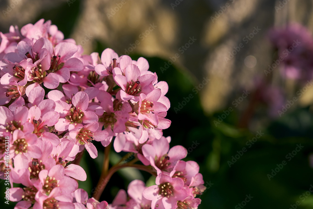 Heart-leaved bergenia pink flowers close up Heart-leaved bergenia pink flowers close up