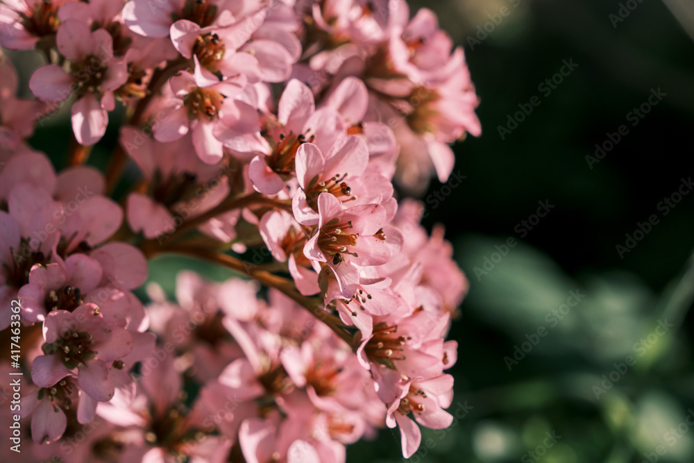 Heart-leaved bergenia pink flowers close up Heart-leaved bergenia pink flowers close up
