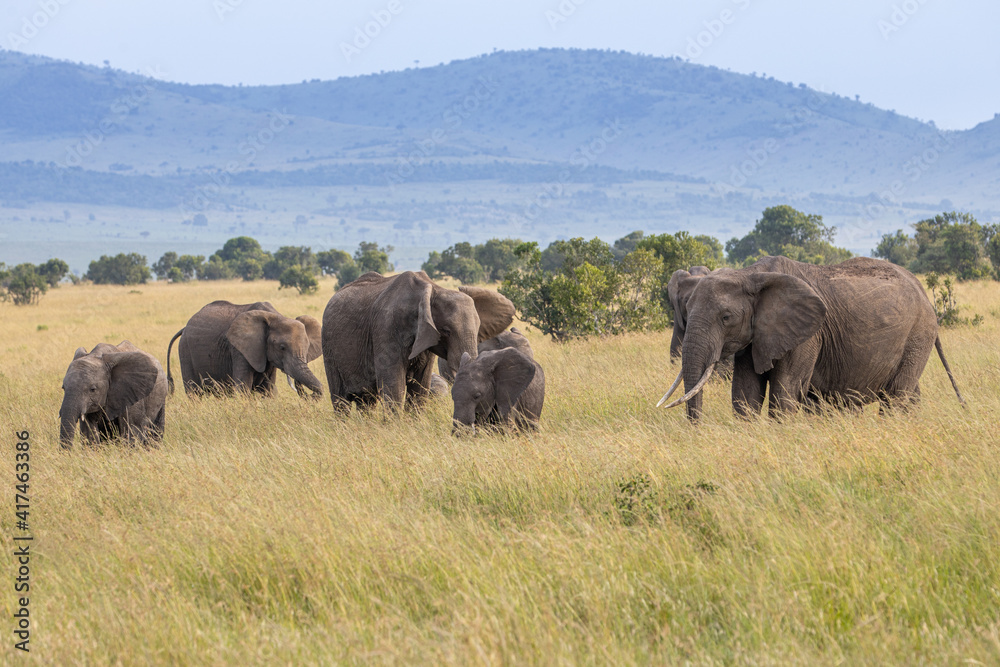 Under a small hill a family of elephants walk eating grass in the savanna of the Maasai Mara