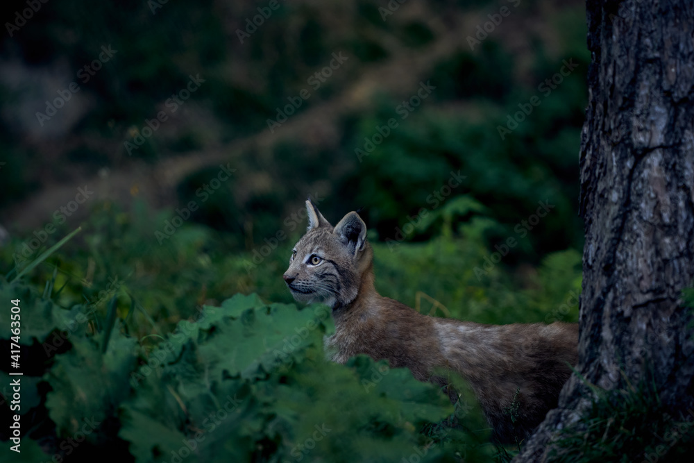 Fototapeta premium Iberian lynx peeking in the undergrowth