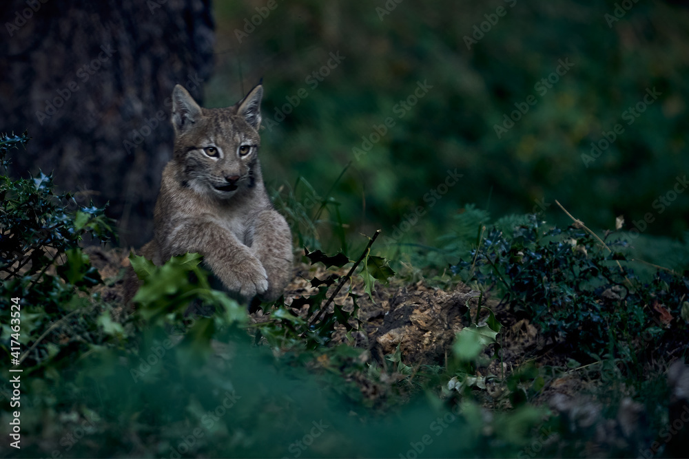Obraz premium Iberian lynx observing in comfortable posture