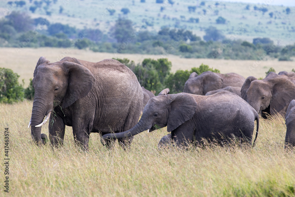 A baby elephant extends its trunk towards its mother who accompanies her to eat grass in the savannah A baby elephant extends its trunk towards its mother who accompanies her to eat grass in the savannah