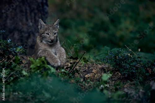 Fototapeta Naklejka Na Ścianę i Meble -  Iberian lynx observing in comfortable posture