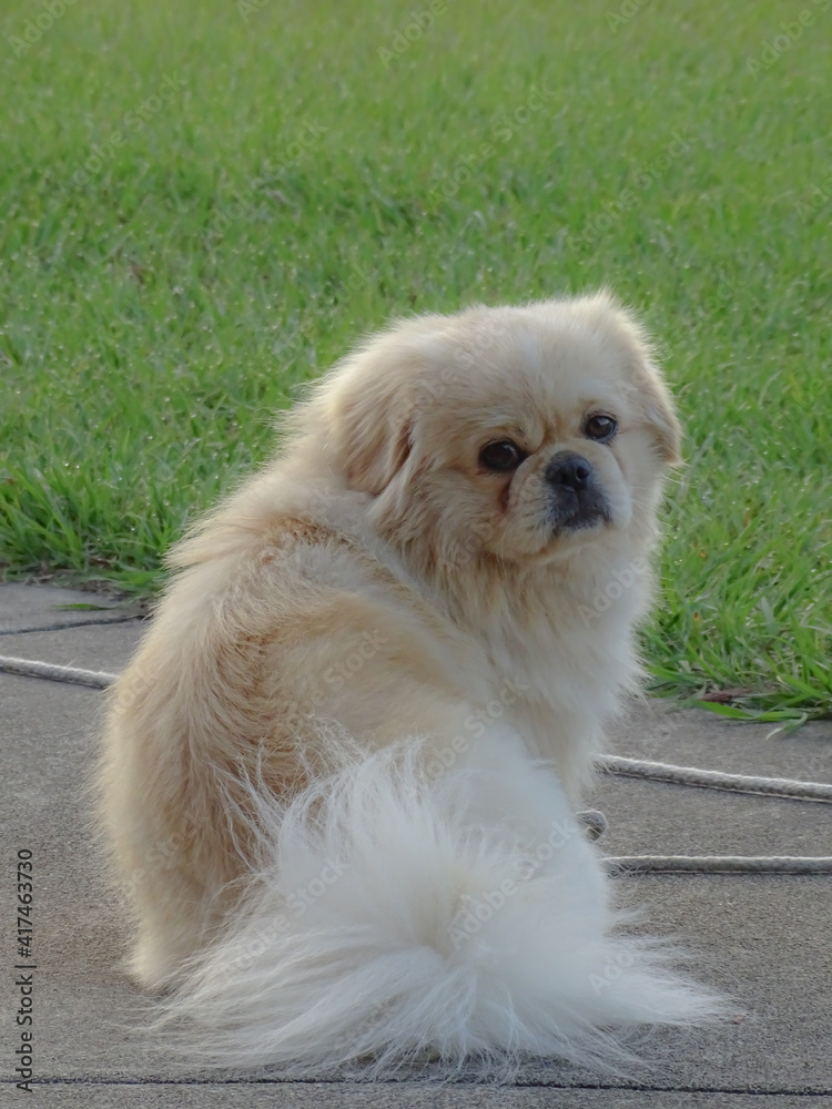 Pekingese dog staring