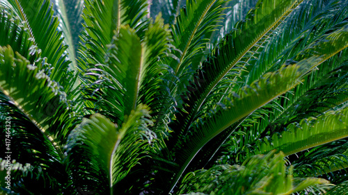 Exotic palm tree body and leaves