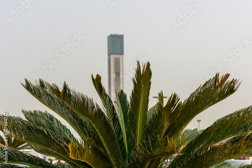 Minaret of the Great Mosque of Algiers rise behind a palm tree, the world's tallest minaret, a third-largest mosque in the world photo