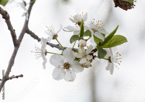 A weathering apple-tree,flowers in a garden