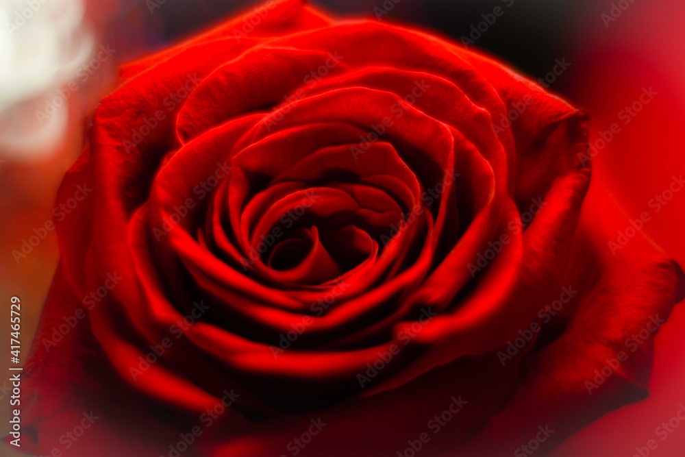 Fototapeta premium Blooming red rose close up