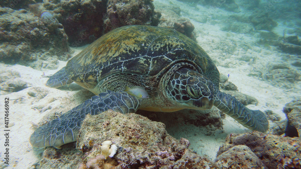 Green sea turtles underwater among corals. Wonderful and beautiful underwater world.