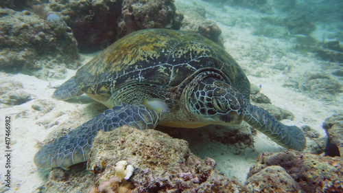 Green sea turtles underwater among corals. Wonderful and beautiful underwater world.