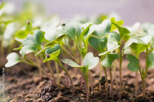 Small sprouts of radishes