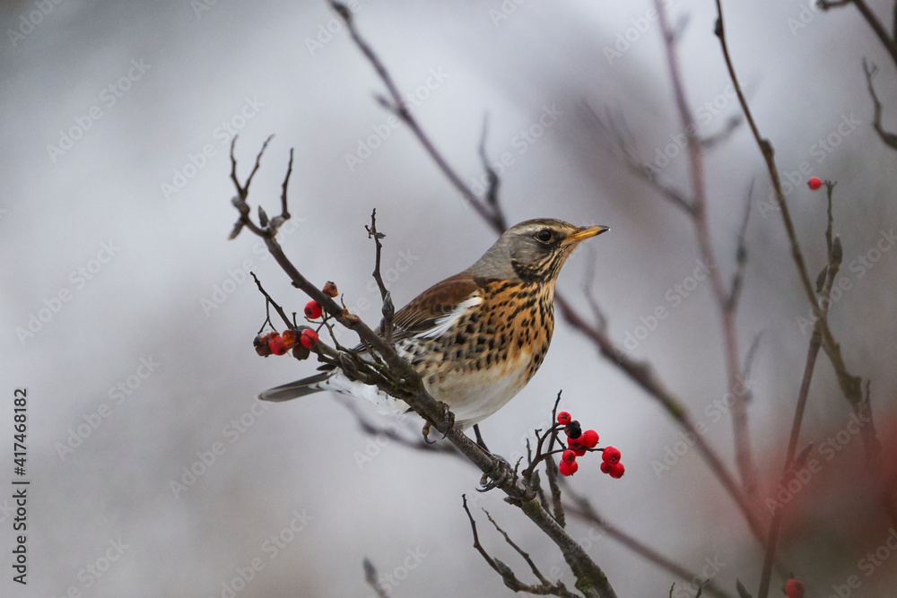 Fieldfare perching on branch in snowy winter Fieldfare perching on branch in snowy winter