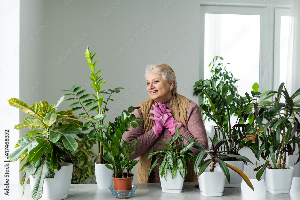 Transplanting plants. Potted House Plants. Elderly woman is engaged in her hobby. Potted Green Plants at Home
