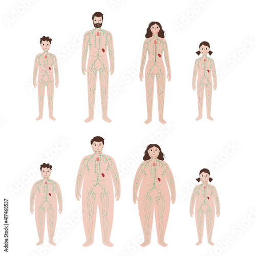 Lymphatic system in obese body