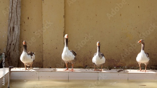 A flock of Geese around water basin in Abouel oyoun mosque and house backyard in Assiut in Egypy photo