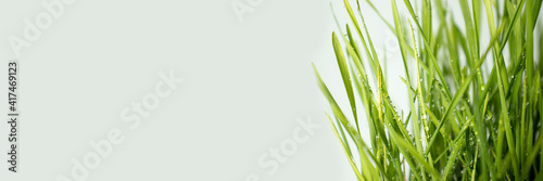 Green grass close-up. Banner copy space for text using as summer background natural green plants landscape, ecology, fresh wallpaper concept.