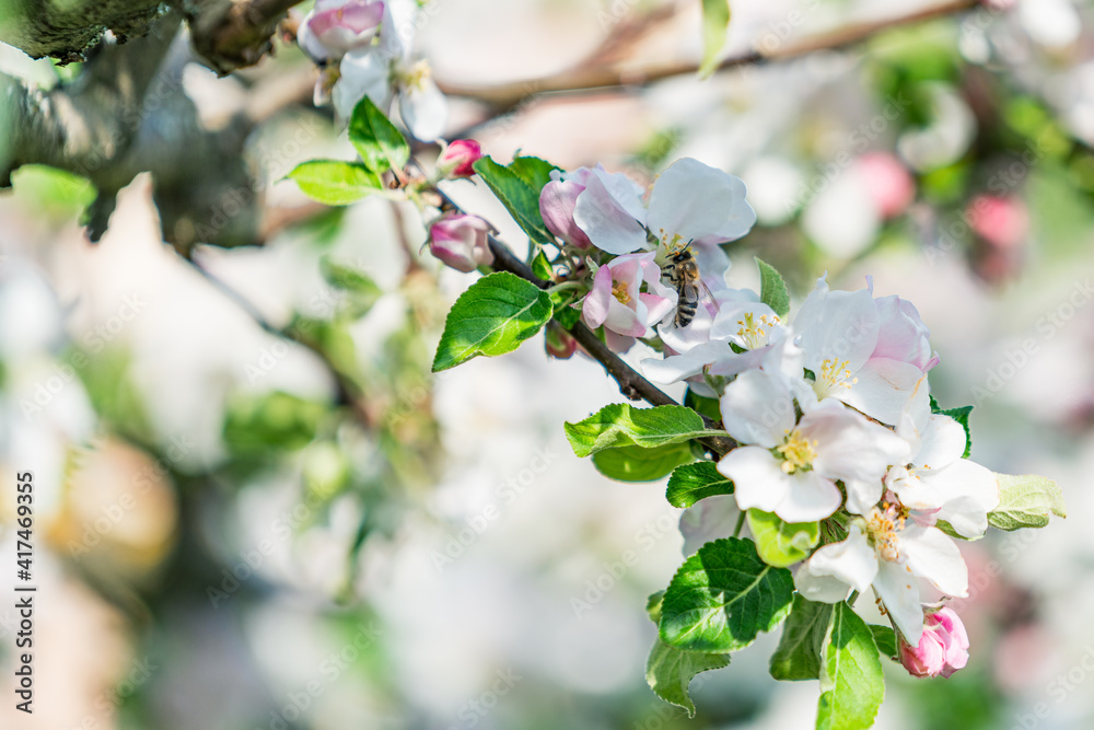 Apple Tree⎮Malus Domestica Apple Tree⎮Malus Domestica